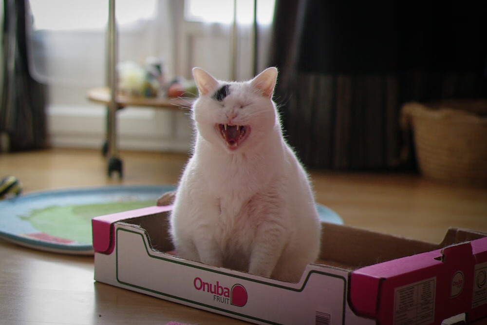 足球双城记，当基米希于镁光灯下重生，阿尔及利亚血液如何悄然重塑马赛