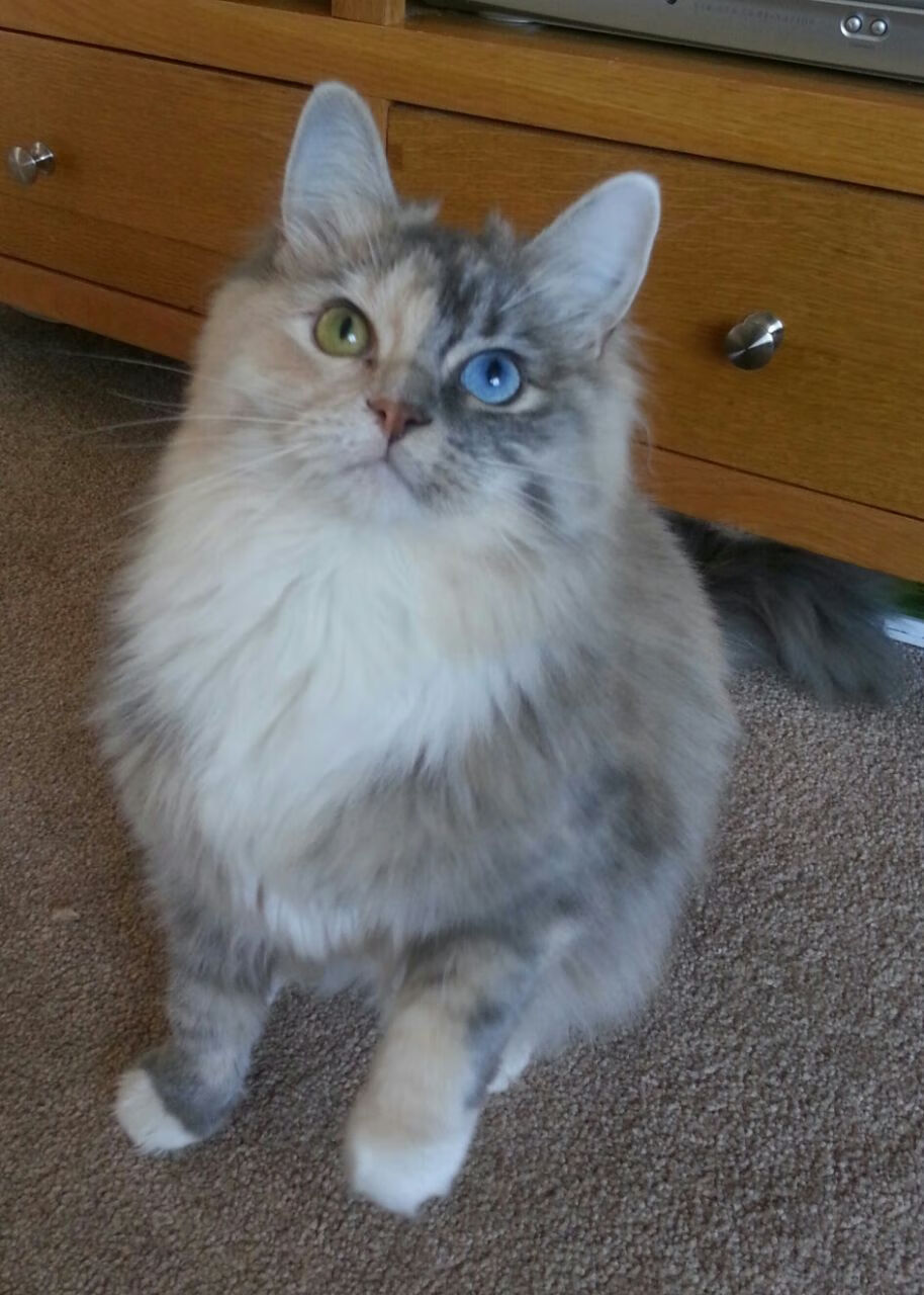 利物浦鏖战南美劲旅，哈弗茨在意甲焦点战闪耀接管