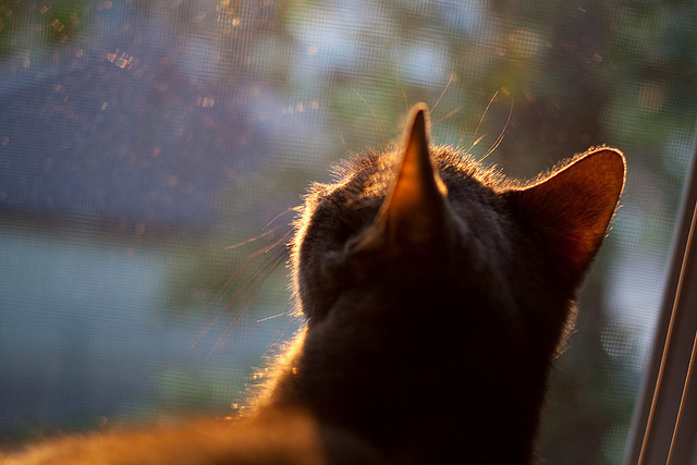 逆转之门,从吉林冰面到欧冠球场的永不言弃