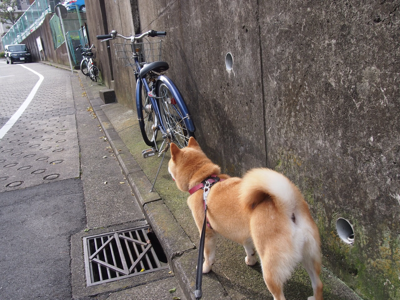 当约基奇化身篮球哲学家,一次压制级表演如何粉碎现代篮球的幻象