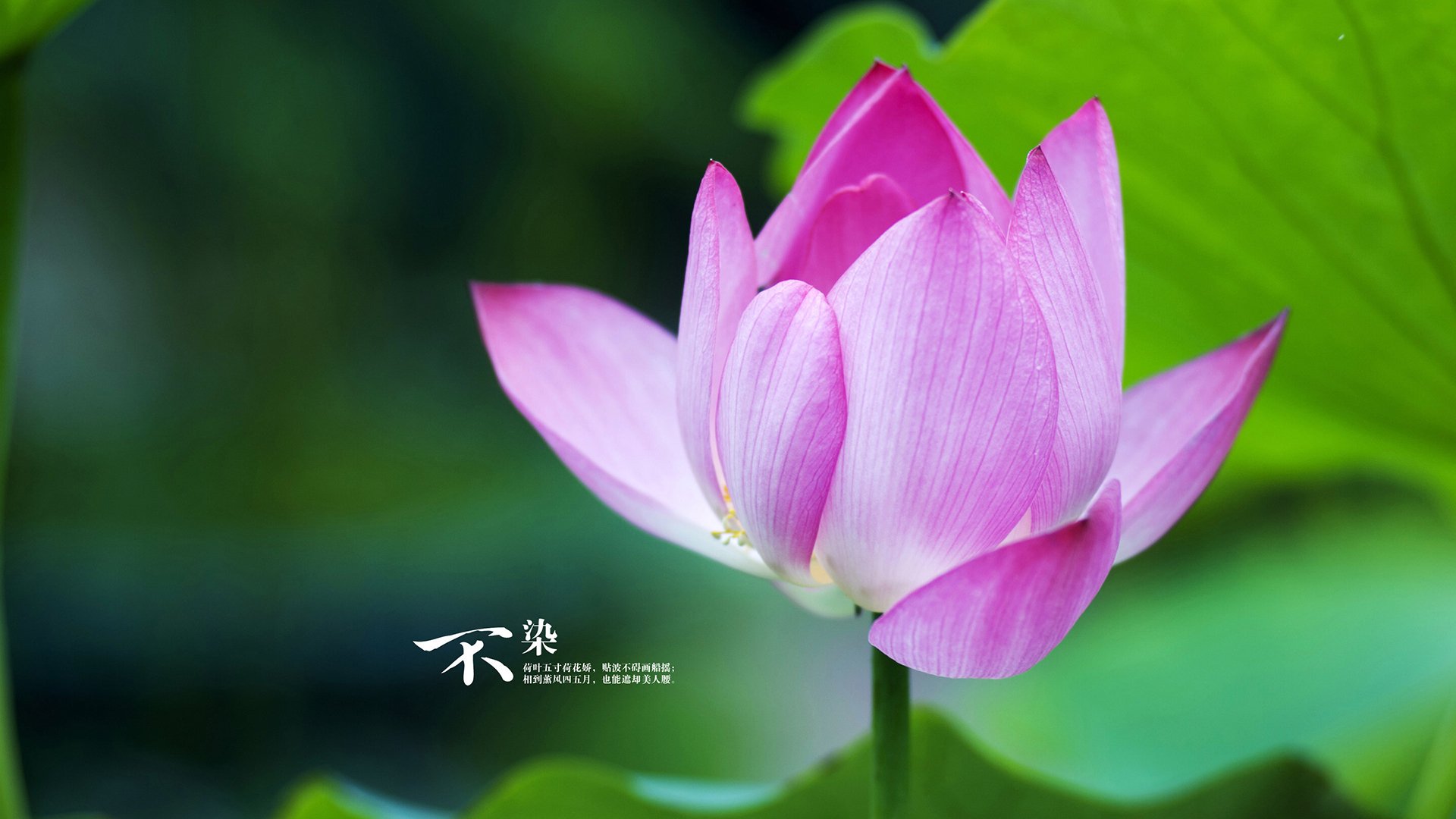 终场绝杀!楚阿梅尼助塞内加尔惊险击败伊拉克