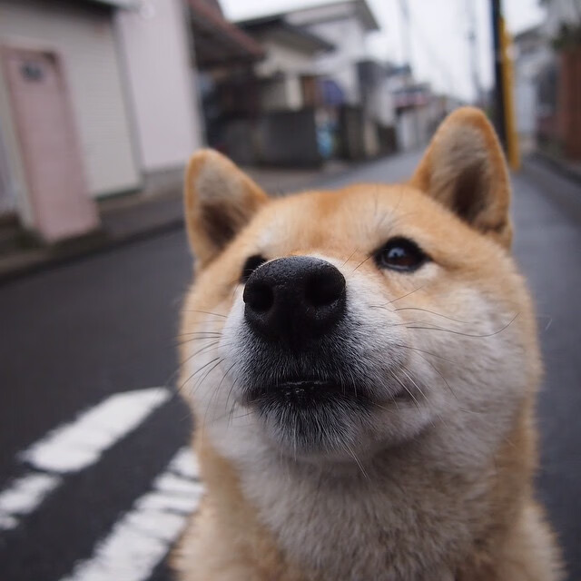 世界排名争夺战焦点战，掘金生死战力克马刺的战术与意志
