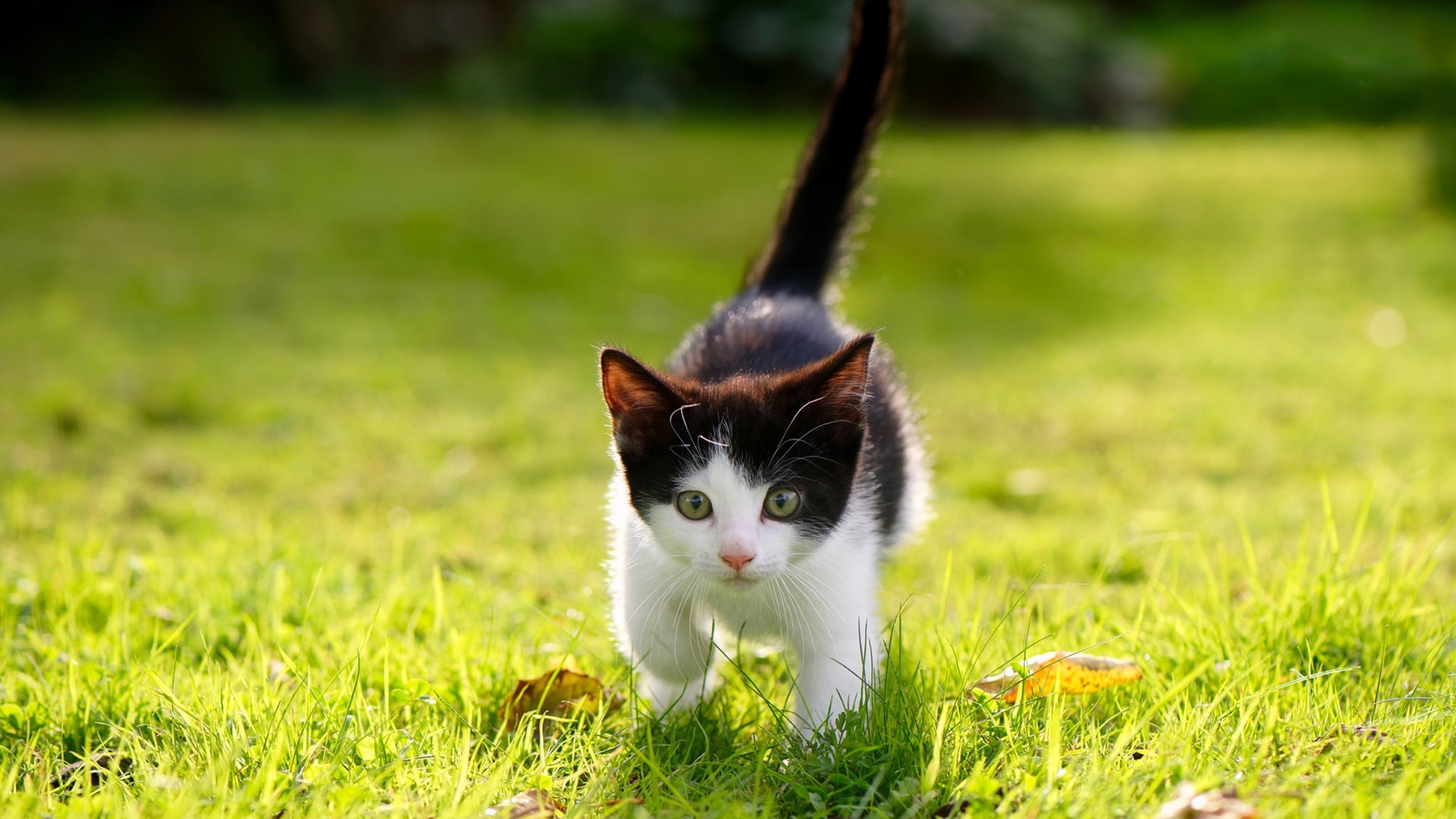 厄德高光芒四射领衔焦点战，巴拉圭强势收割哥伦比亚