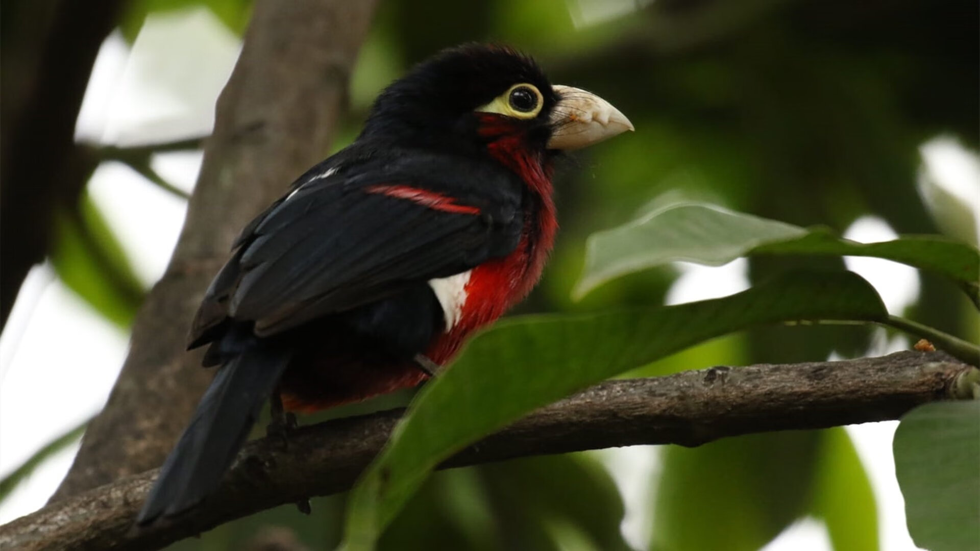 篮网击败活塞启示录，西亚卡姆2026世界杯接管比赛的预演