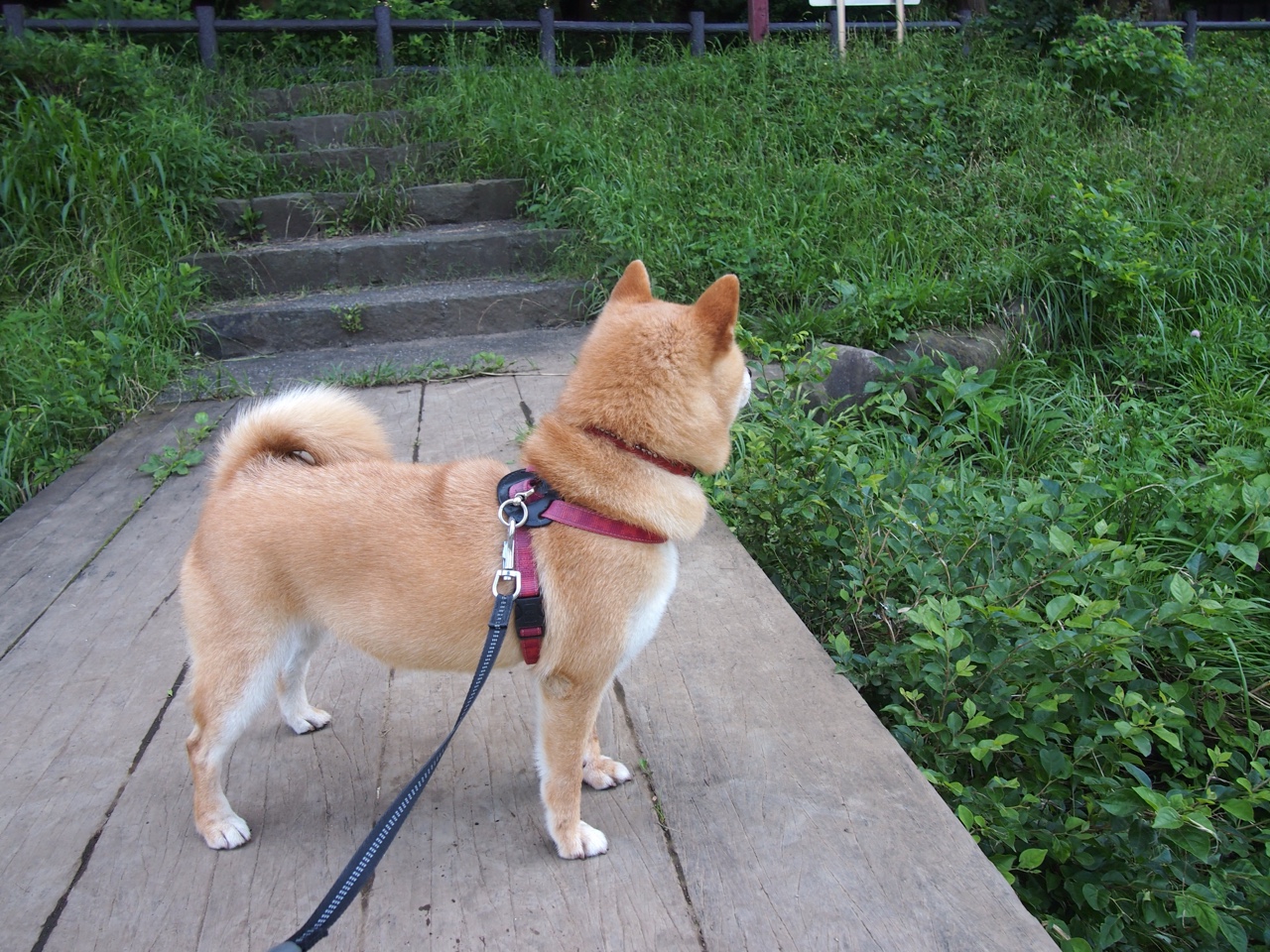 希腊提前终结西班牙悬念,C罗制胜表现再证巨星本色