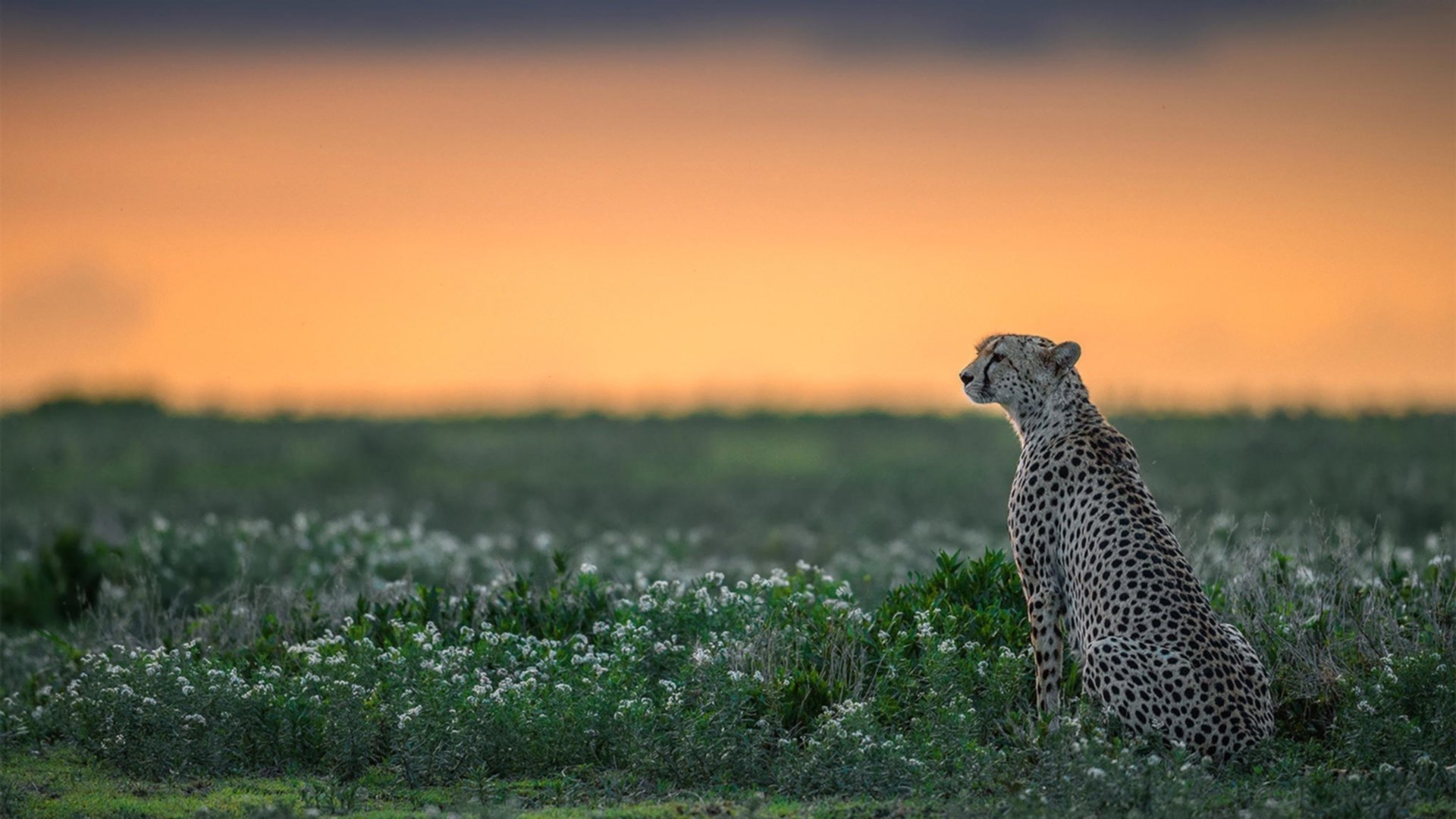 弯道与加时,当拉文的引擎轰鸣遇见文班亚马的沉默利刃