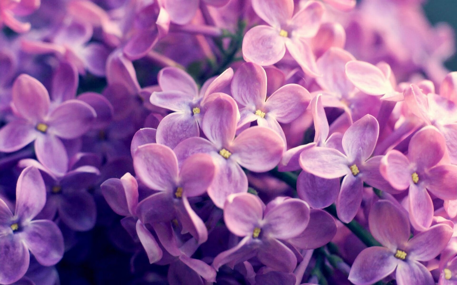 掀翻!辽宁队力克北京队,莫兰特化身关键先生