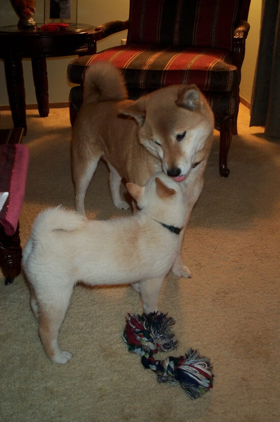 北欧的雪，德国的夜，当芬兰的韧劲在金玟哉的脊梁中复活