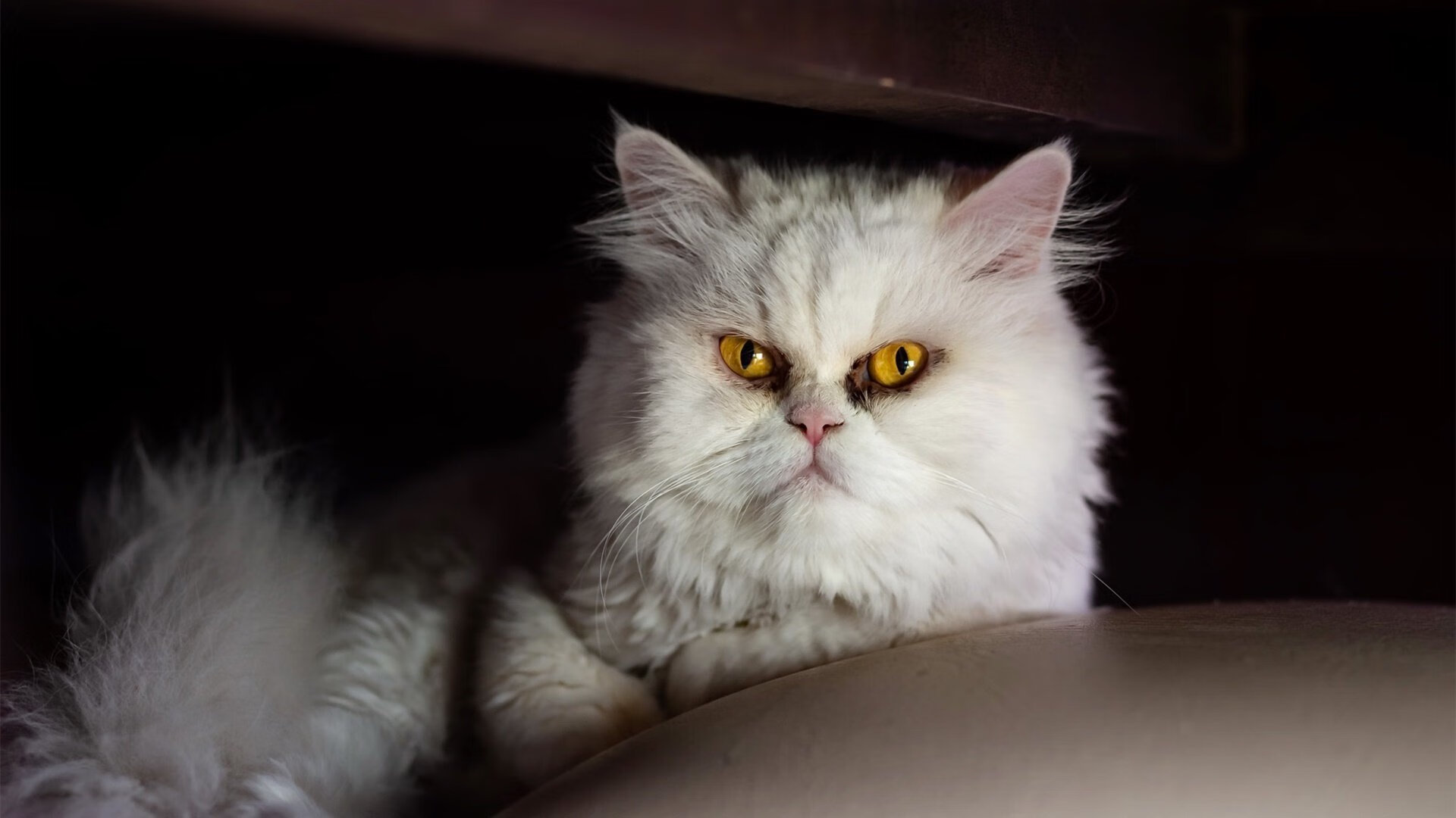 蒂亚戈的惊鸿一瞥—突尼斯黑马如何斩落意甲豪门佛罗伦萨