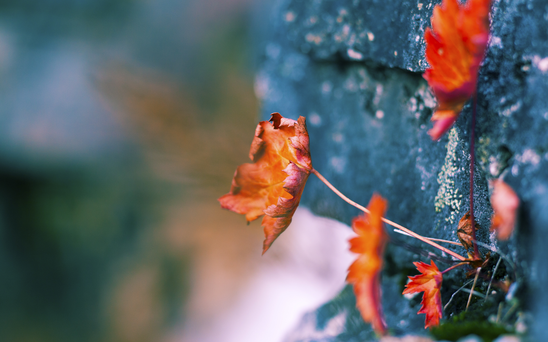 舞台与追光，当布伦森站在聚光灯下，灰熊对阵深圳不止于胜负