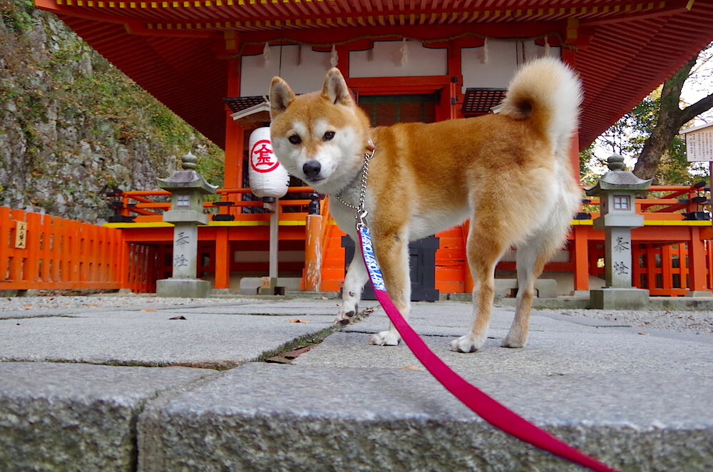 铁幕与琴弦，德里赫特如何以防守谱写决赛乐章