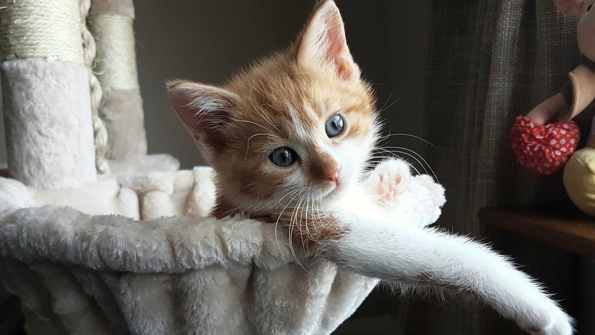 东契奇神迹与京城绝杀，当篮球成为跨越时空的共情