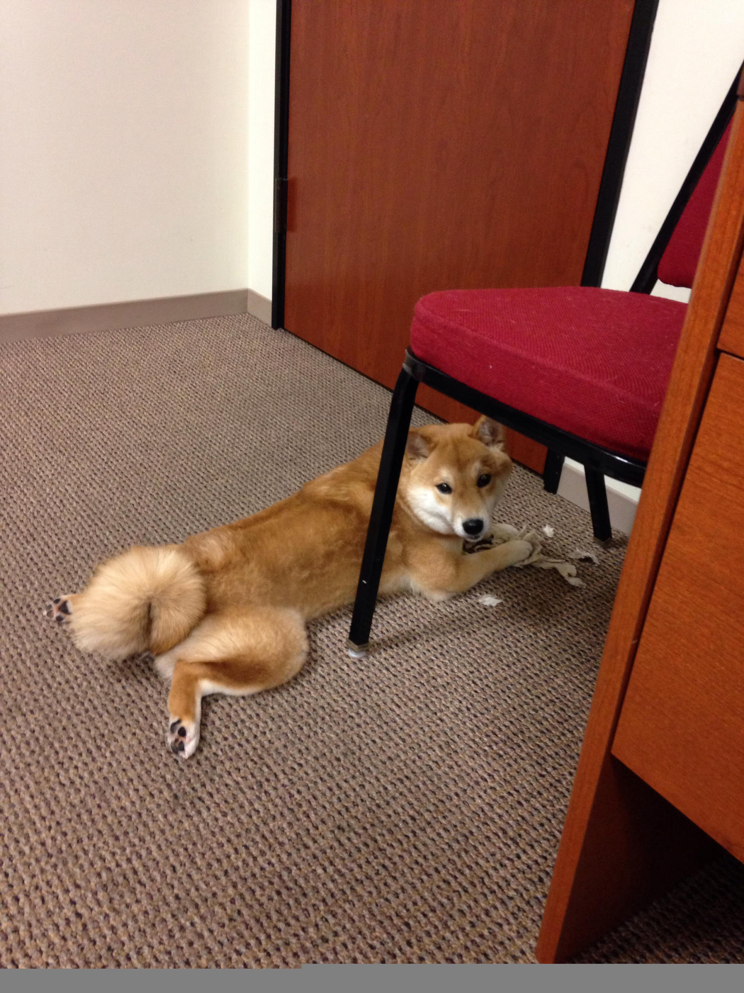 绿茵双响炮,卡马文加爆发引领新星浪潮,国际米兰踏平秘鲁彰显豪门底蕴