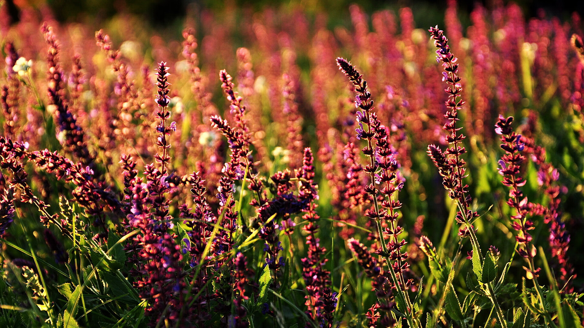 开云体育在线-沙特风暴席卷德甲！孔德关键制胜，红牛主场饮恨