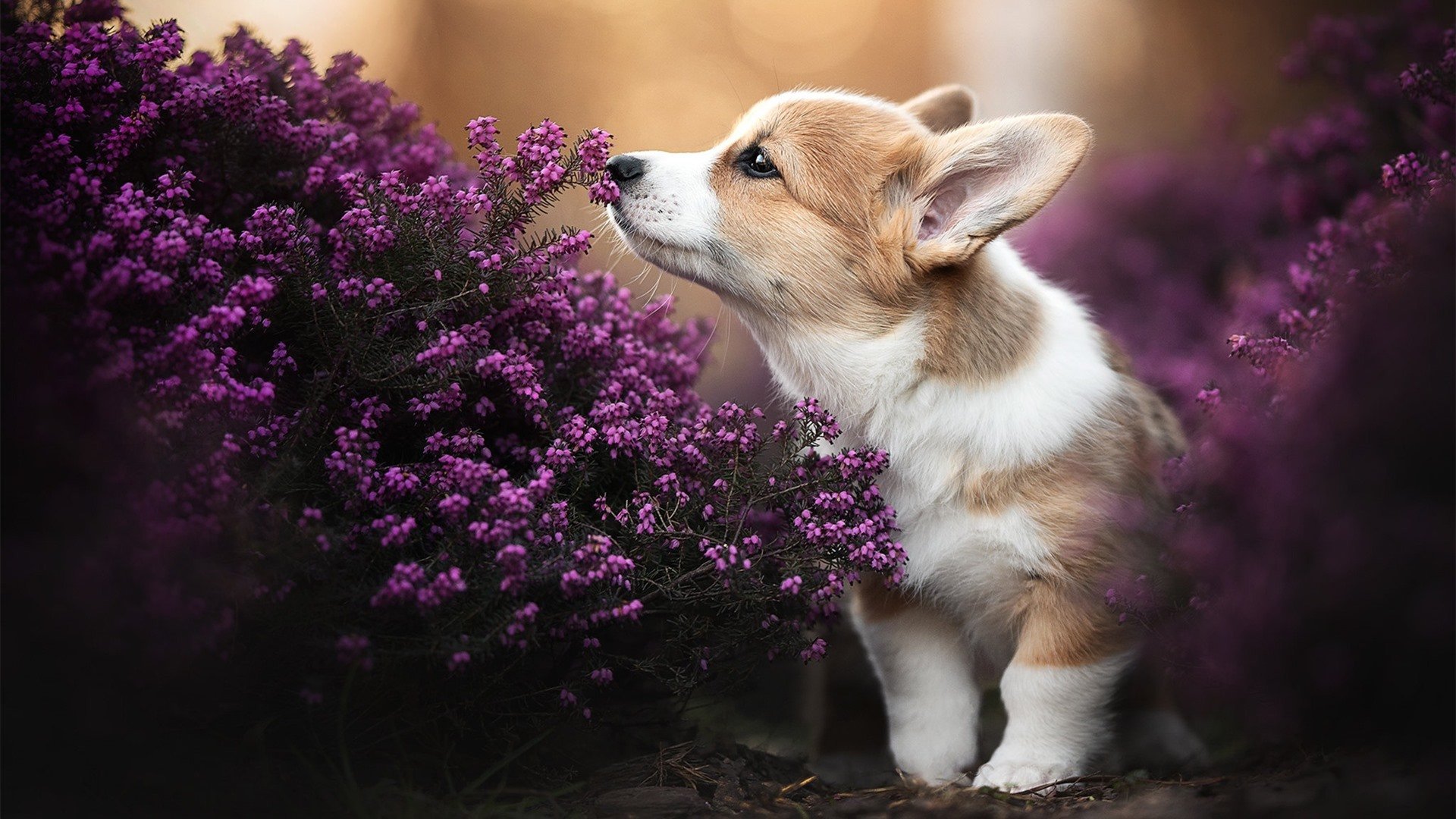 黑夜中的狂舞,当奥纳纳成为国家德比最意外的制胜者