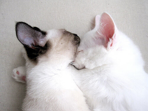 迪巴拉刷新纪录闪耀足坛，巴拉圭粉碎克罗地亚创佳绩